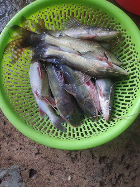 Hình ảnh Út màu bán bò giá ngon đẹp - 4