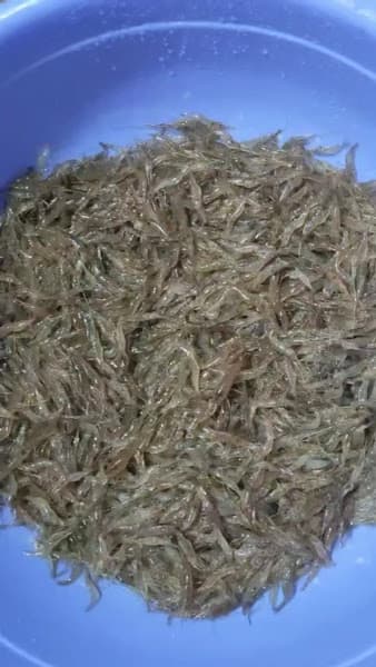 Hình ảnh Ẩm thực Charming Lak 2 (Heo sọc dưa sữa quay) - 2