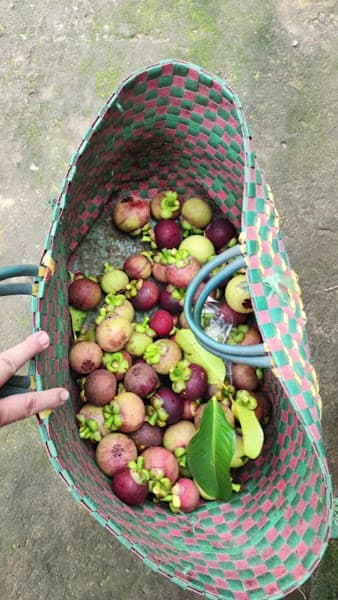 Hình ảnh Vườn Sinh Thái Cánh Đồng Háp Hai Phương - 3