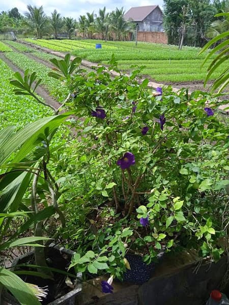 Hình ảnh Vườn rau xanh Coo Chah-Farm - 2