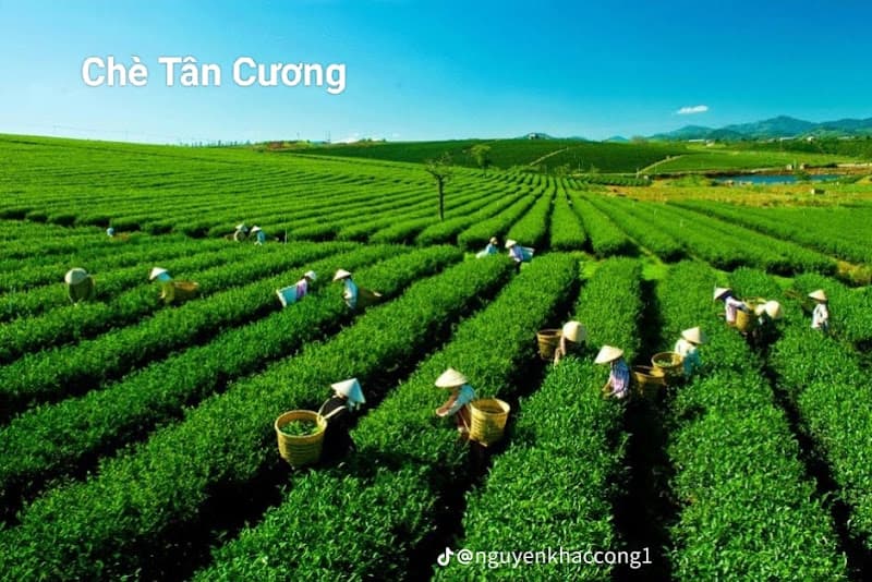 Đồi Chè Tân Cương - HTX Tiến Yên