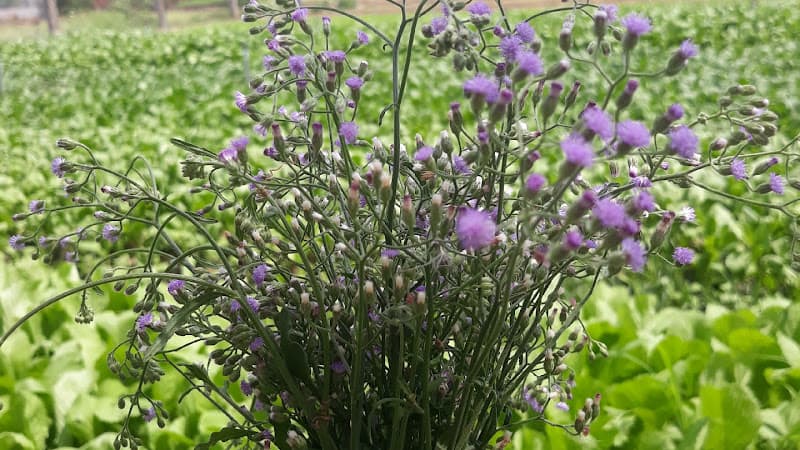 Ảnh bìa Vườn rau xanh Coo Chah-Farm