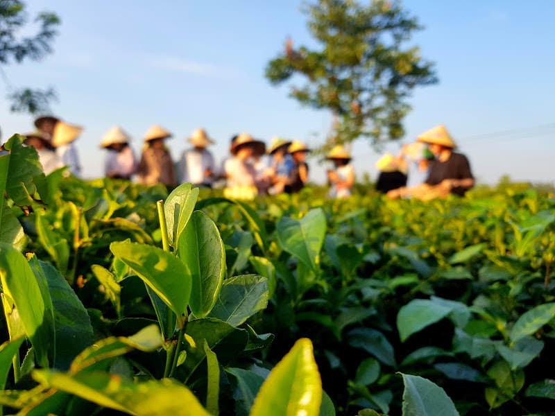 Hình ảnh Đồi Chè Tân Cương - HTX Tiến Yên - 3