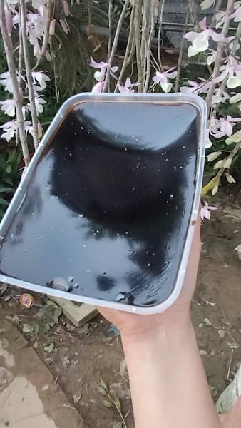 Hình ảnh Thạch Đen Nông Hoa - 2