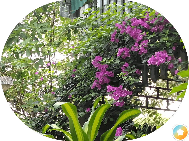 Ảnh bìa Nhà Hàng Nhật Bính
