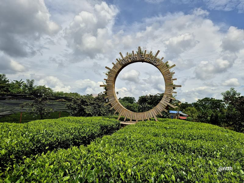 Hình ảnh Đồi Chè Tân Cương - HTX Tiến Yên - 4