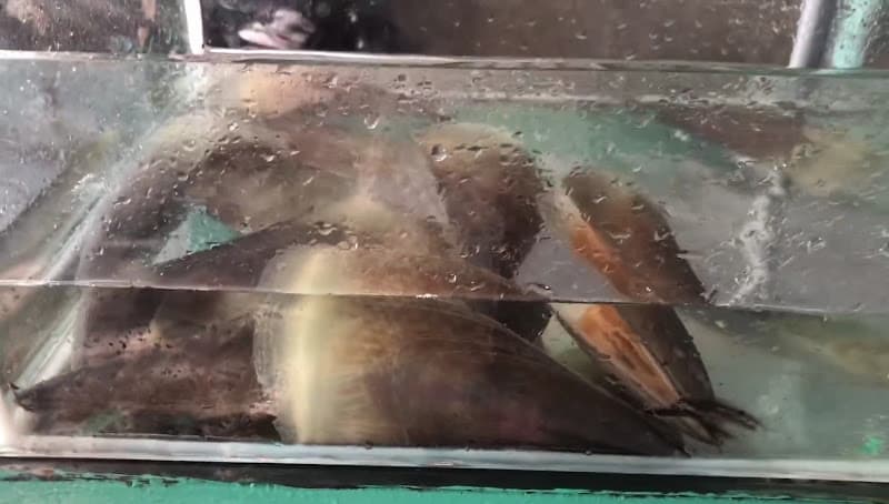 Nhà Hàng Sóng Biển - Cửa Việt