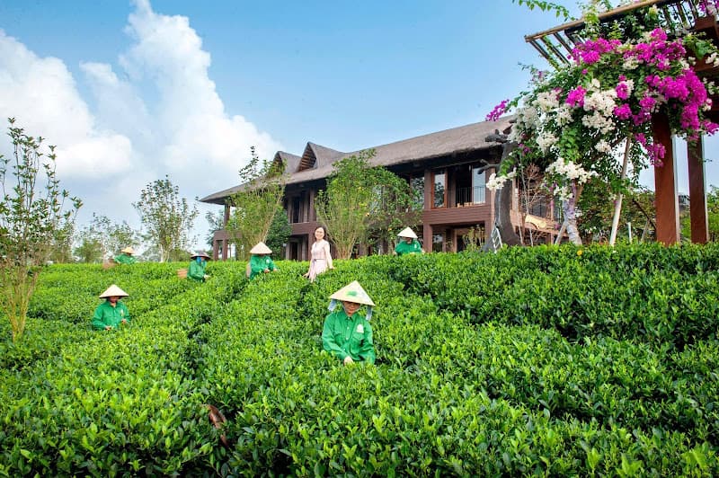 Hình ảnh Đồi Chè Tân Cương - HTX Tiến Yên - 5