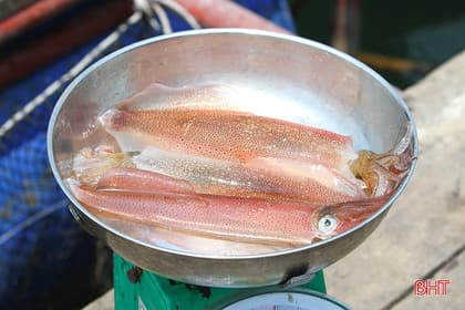 Hình ảnh Mực Nhảy Vũng Áng - Nhà hàng Xuân Thọ 207 - 2