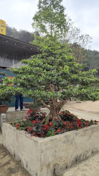 Hình ảnh Cơm Hải Phòng - 3