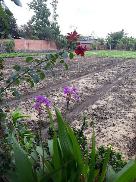 Hình ảnh Vườn rau xanh Coo Chah-Farm - 3