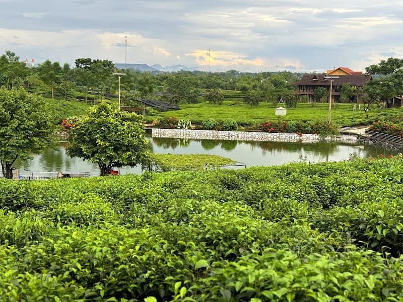 Hình ảnh Đồi Chè Tân Cương - HTX Tiến Yên - 2