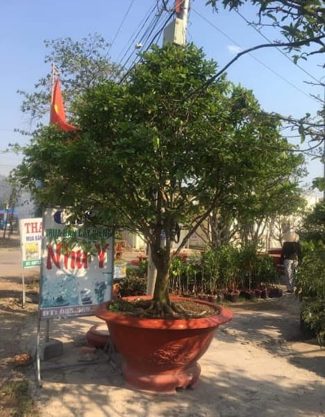 Hình ảnh Cafe Như Ý - 2