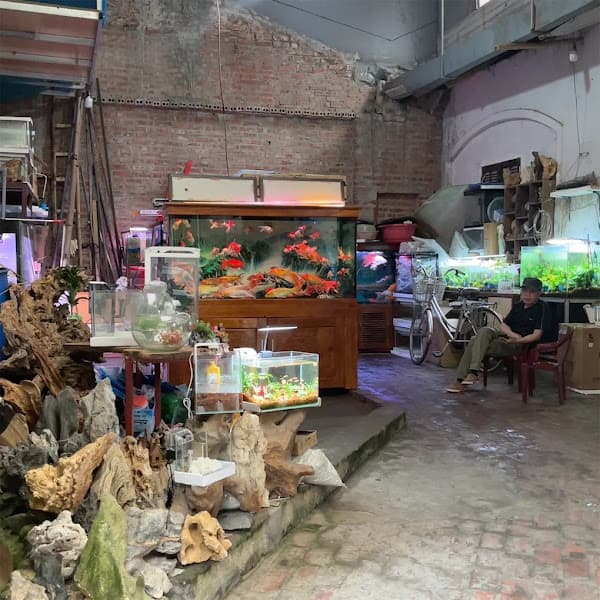 Hình ảnh Cá Cảnh Phương Trinh - 4