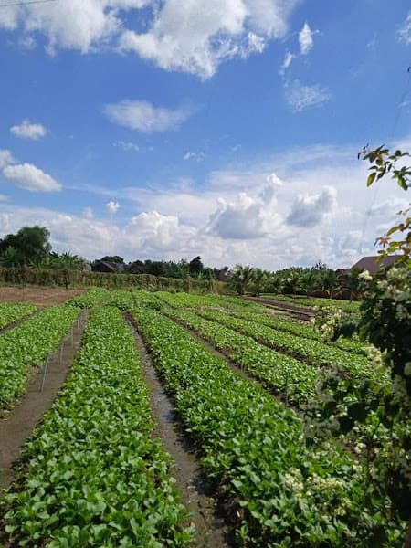 Hình ảnh Vườn rau xanh Coo Chah-Farm - 4