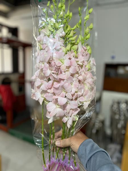 Hình ảnh Gỏi đu đủ thái lan - 3