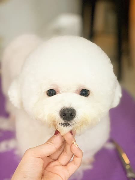 Hình ảnh Bệnh viện Thú Y Bình An - Thái Nguyên - 2